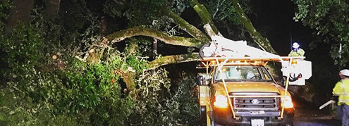 Tree hazard at West Dry Creek Road