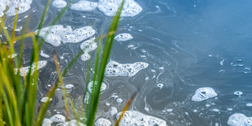 Chemical spill in water with reeds 500