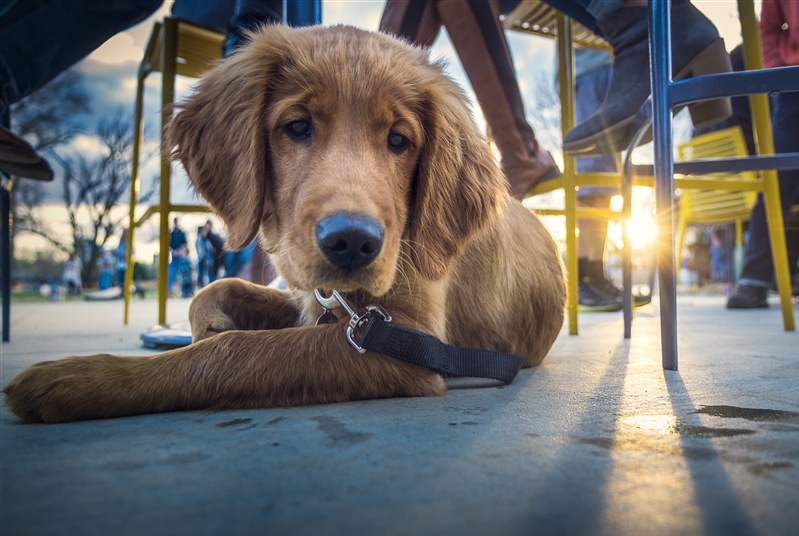 dog lying under table 